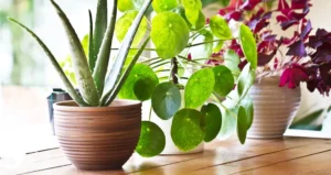 Transform Your Space with Indoor Plants:
