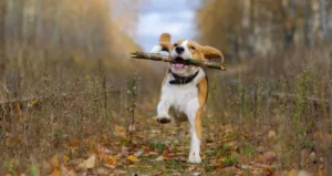 Ready-made stem cell therapies for pets could be coming